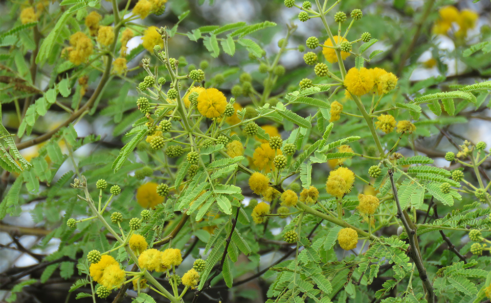 acacia como plantar