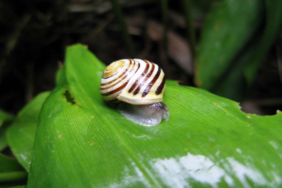 açafrão de outono pragas e doenças