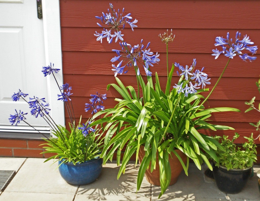 agapanthus como plantar