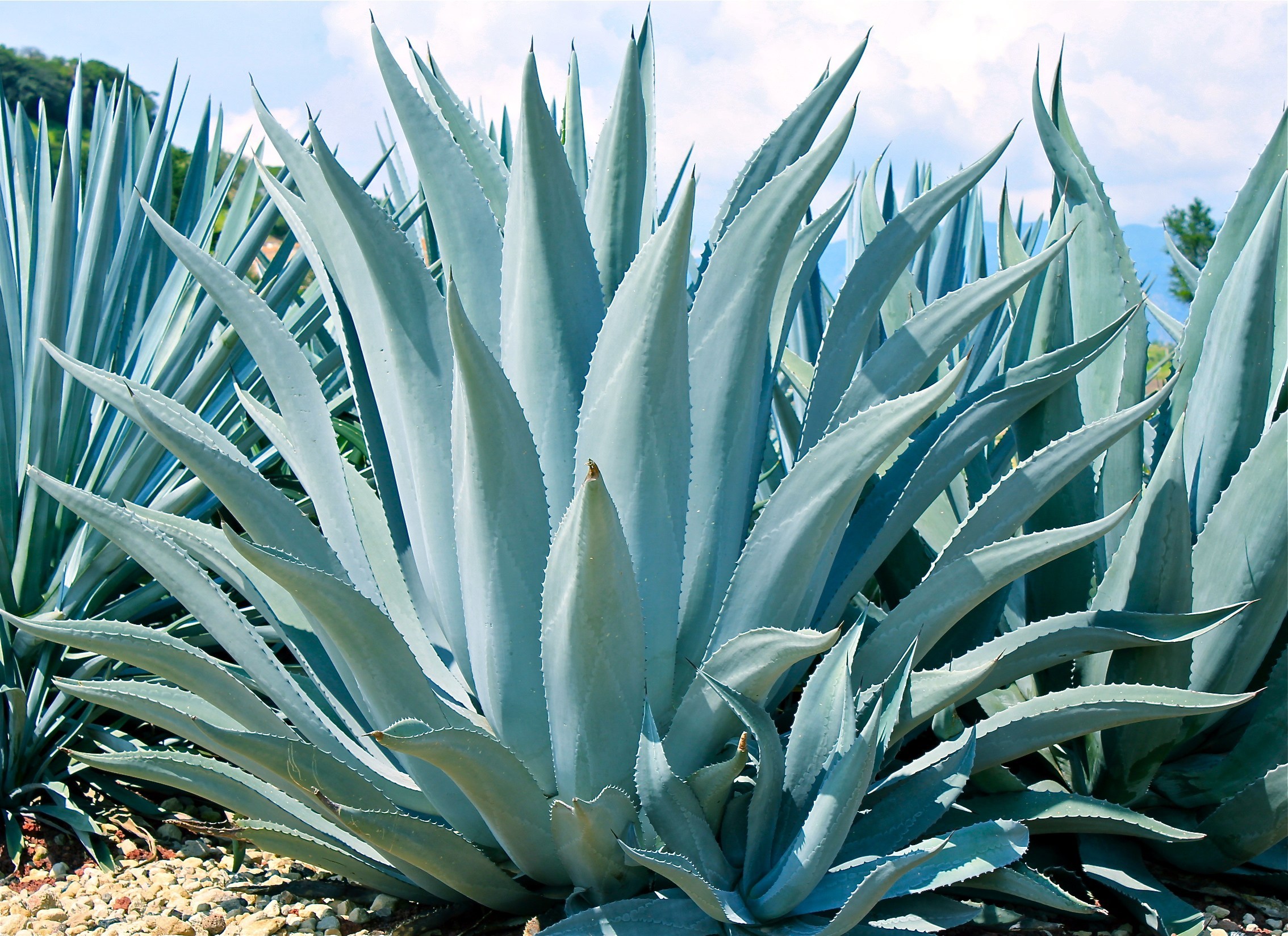 agave como plantar