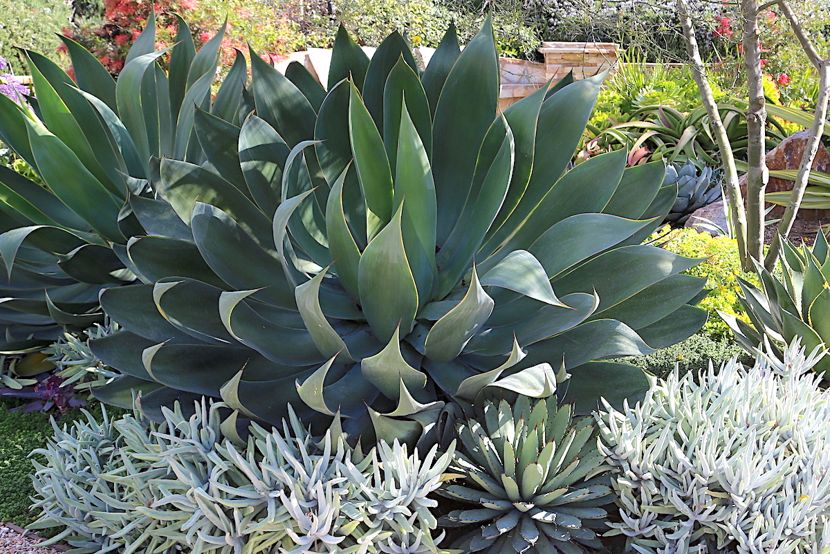 agave