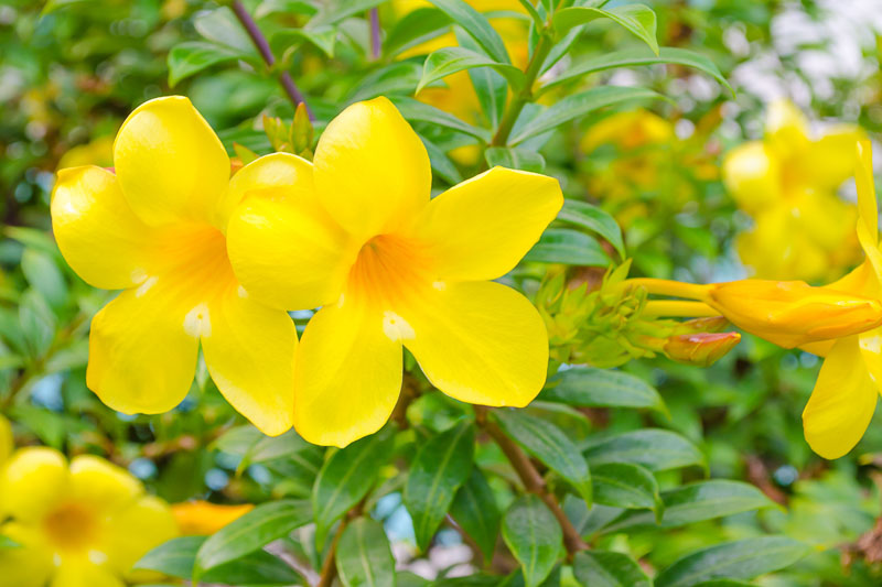 alamanda como plantar