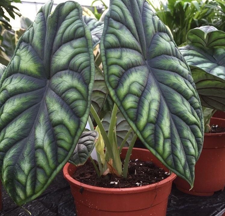 alocasia como plantar