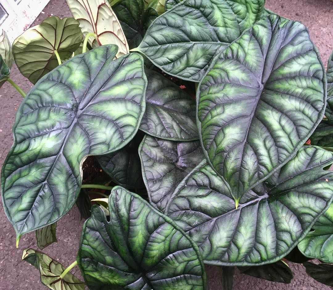 alocasia