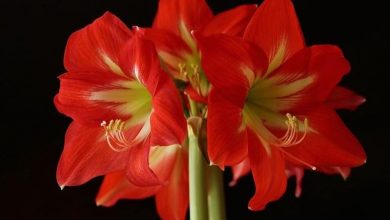 amarilis