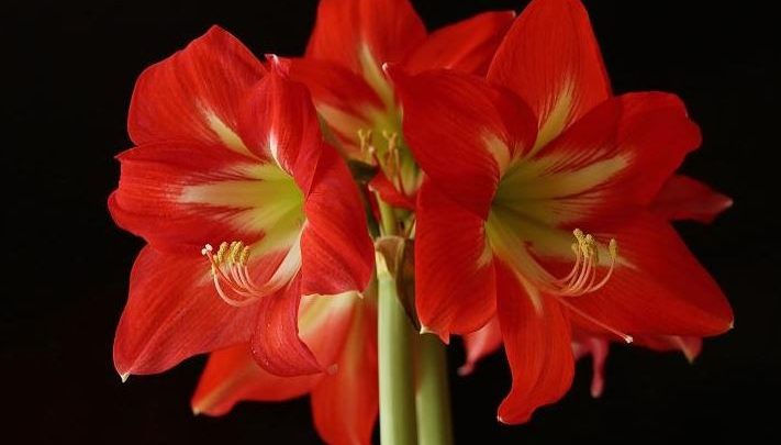 amarilis