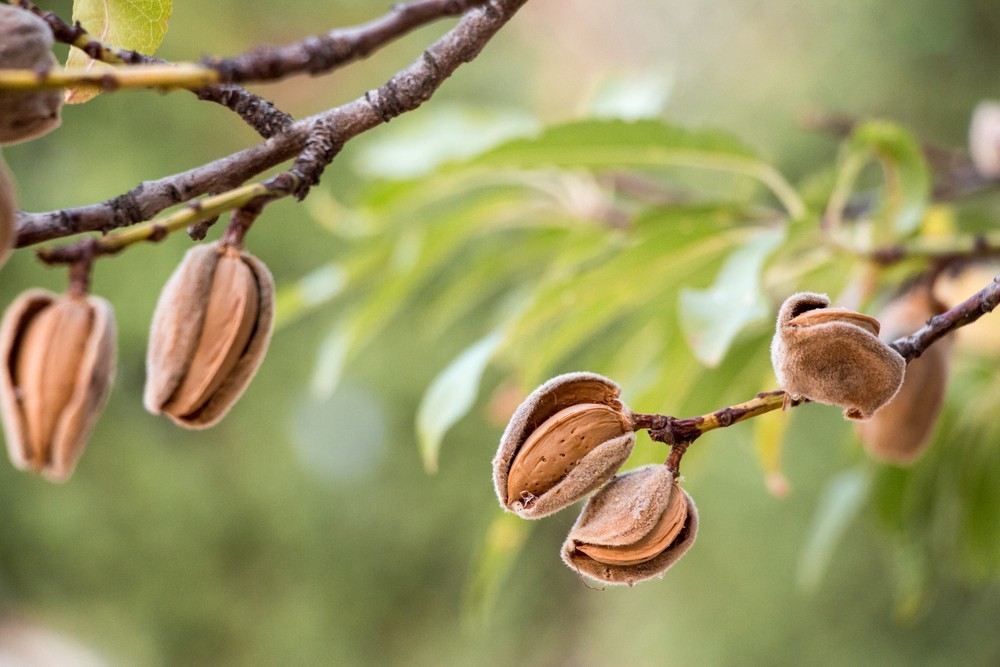 amendoas colheita