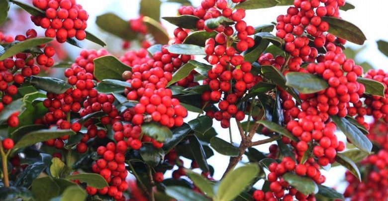 amieiro preto como cultivar