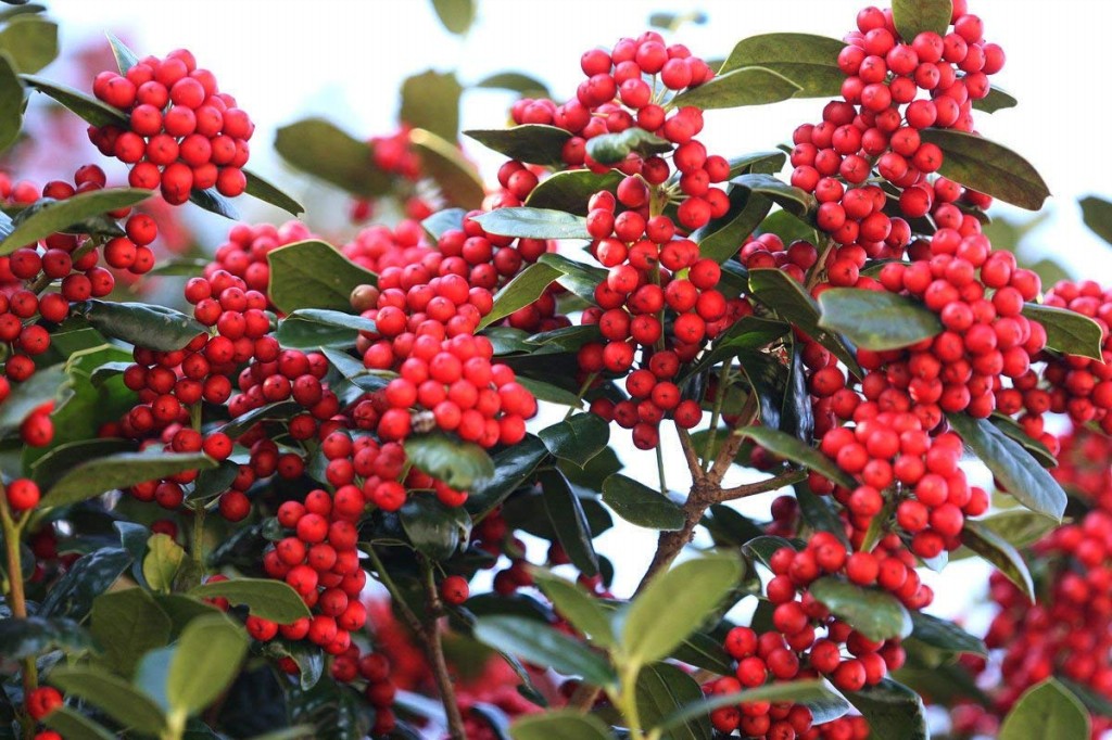 amieiro preto como cultivar