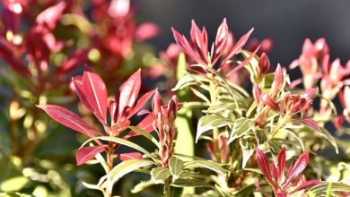 andromeda japonesa