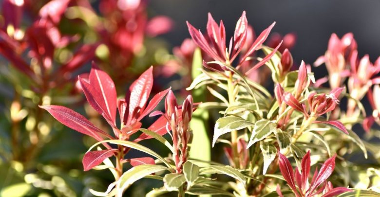 andromeda japonesa