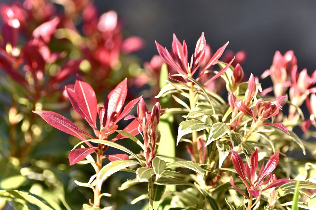 andromeda japonesa