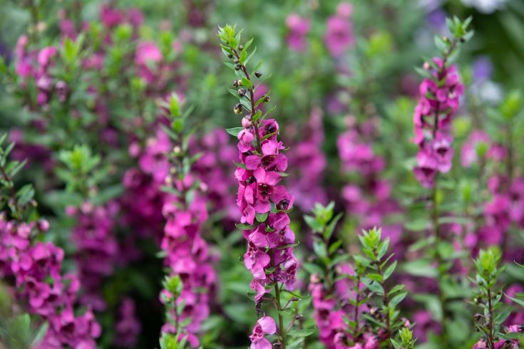 angelonia como plantar