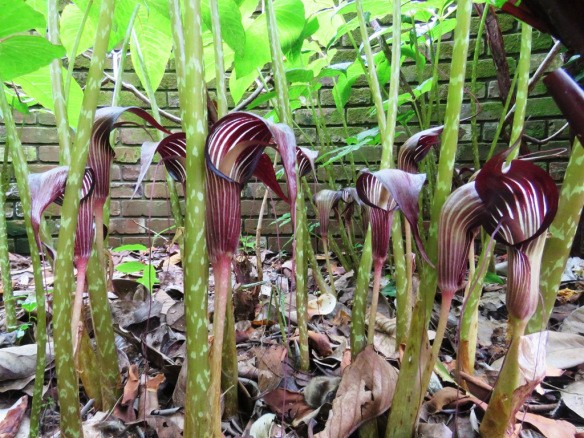 arisaema como plantar