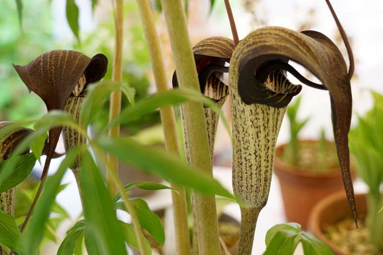 arisaema