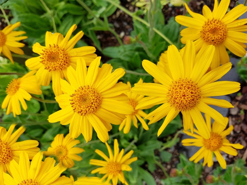 arnica