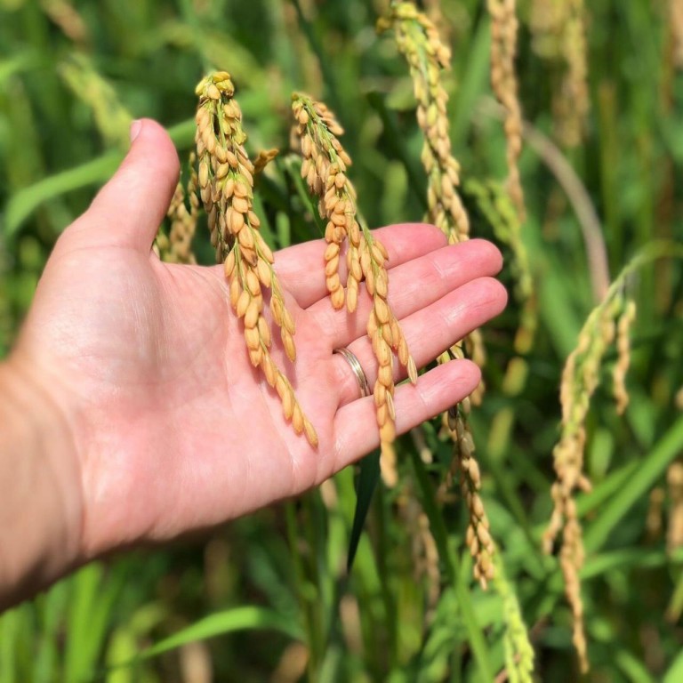 arroz beneficios