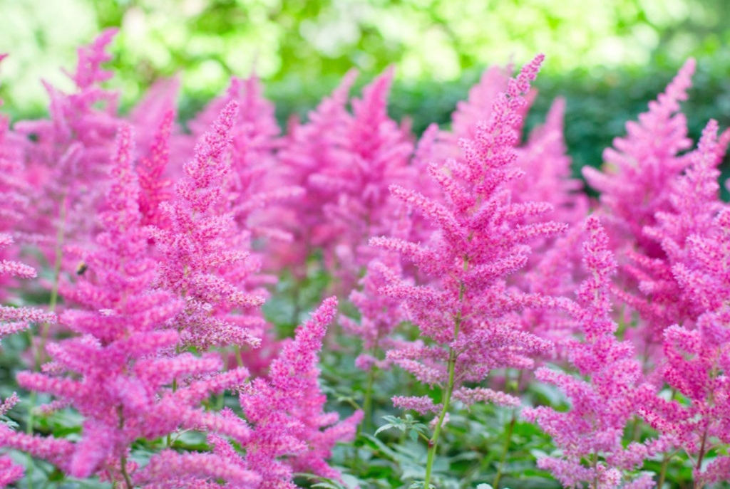 astilbe