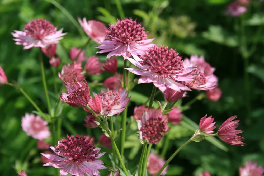 astrantia roma como plantar