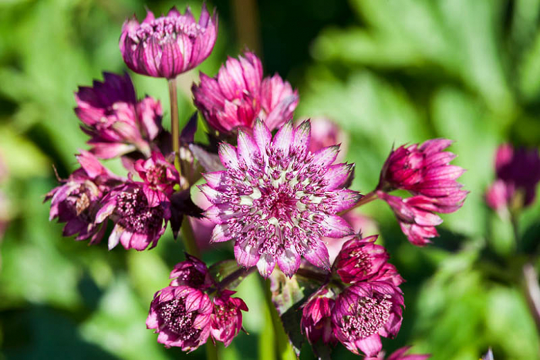 astrantia roma