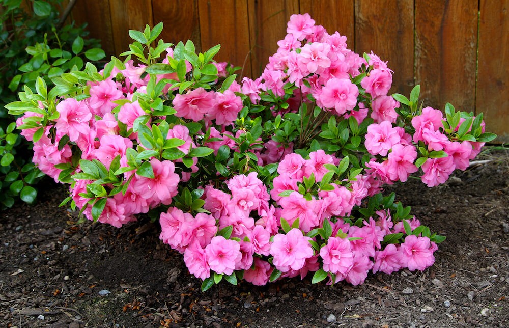 azalea como plantar