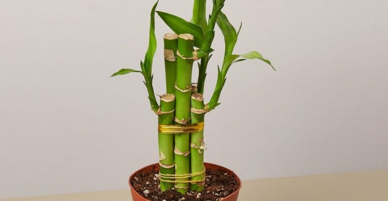 bambu