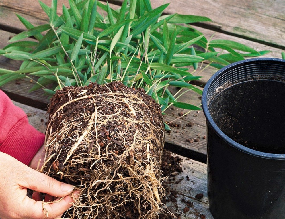 bambu como plantar