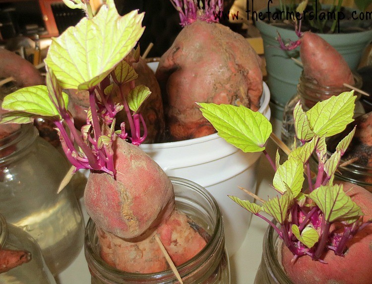 batata doce na agua