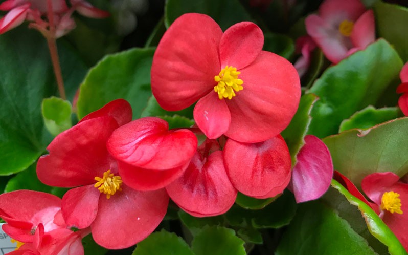 begonia como plantar