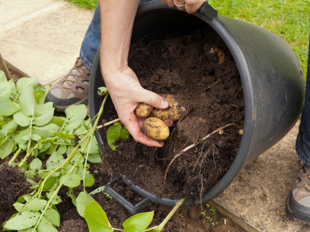 beneficios da batata