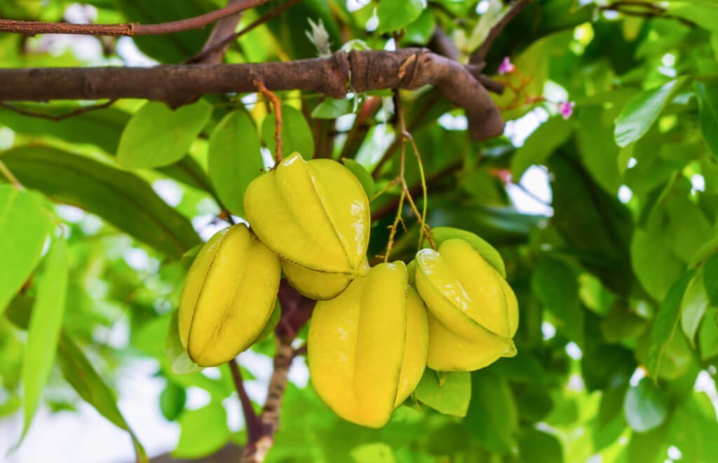 benefícios da carambola