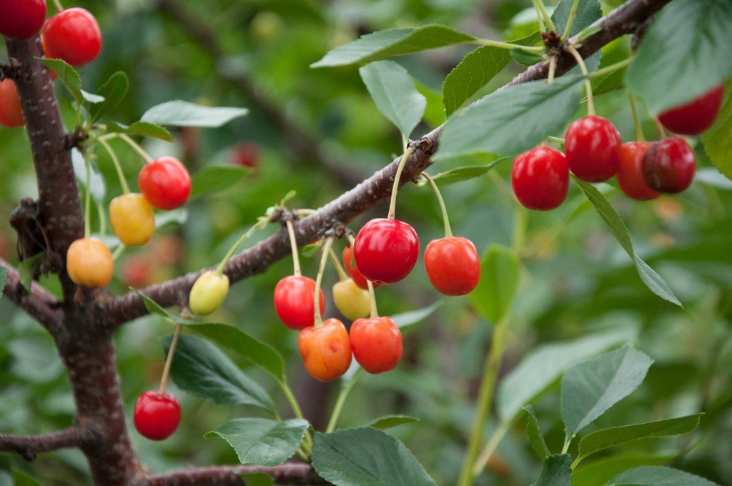 beneficios da cereja