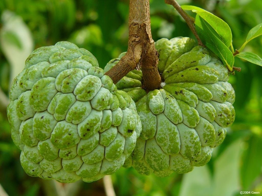 beneficios da fruta do conde