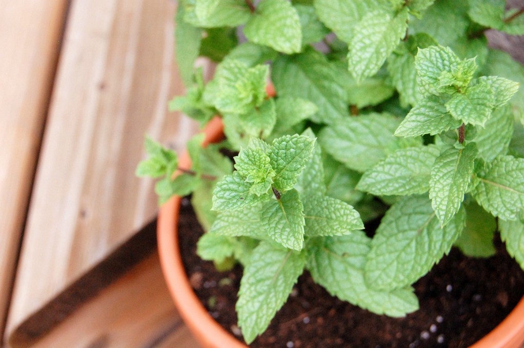 beneficios da hortela pimenta