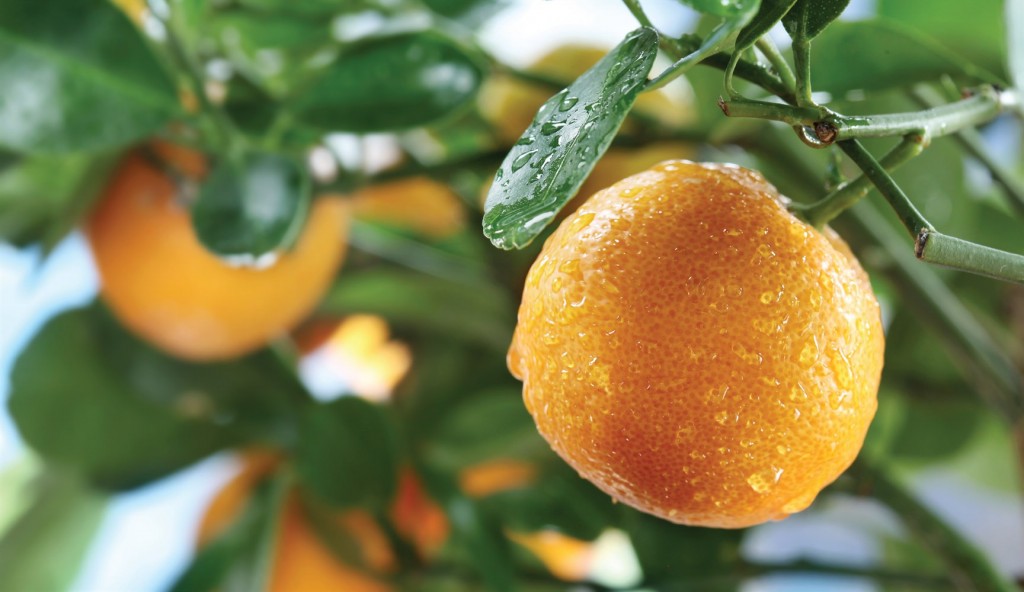 beneficios da tangerina