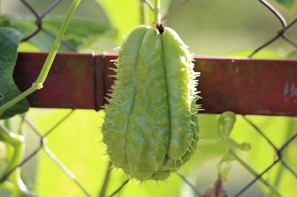 beneficios de plantar chuchu