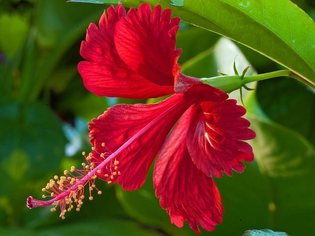 beneficios do hibisco