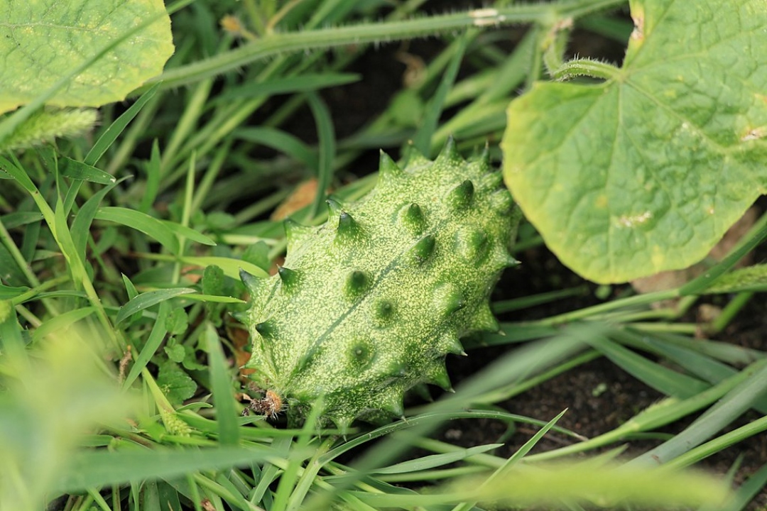 benefícios do kiwano