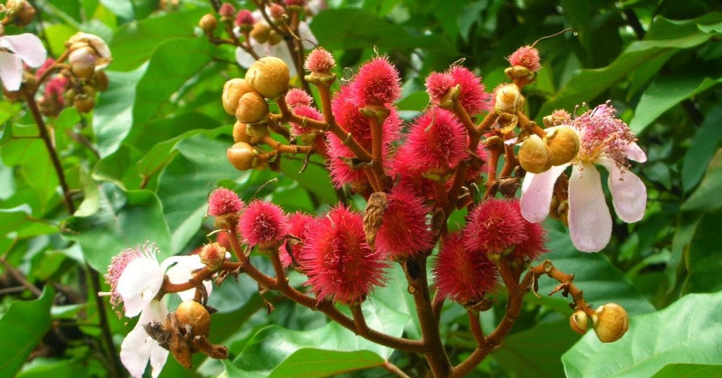 benefícios do urucum