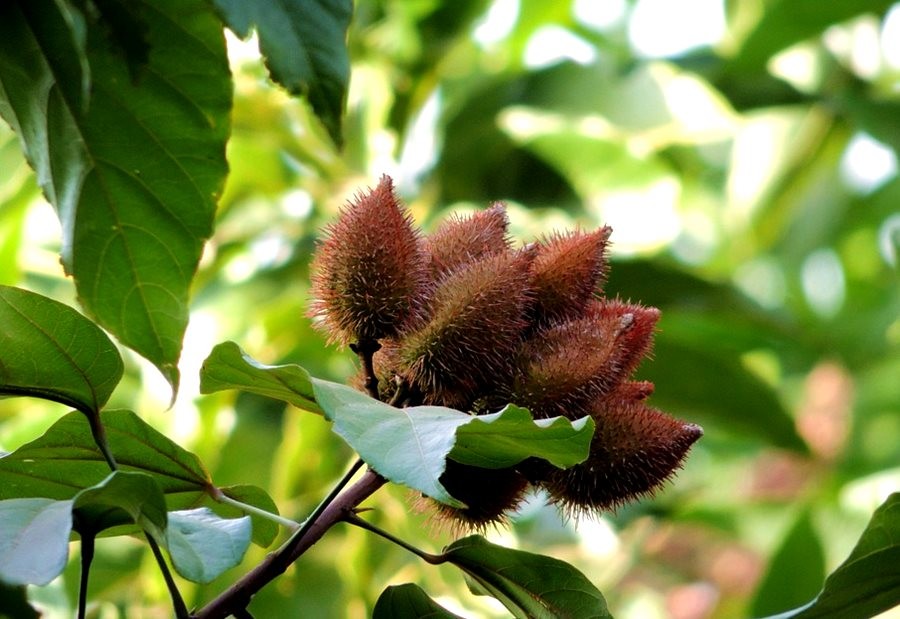 benefícios do urucum