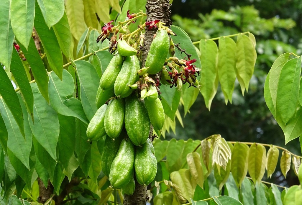 bilimbi