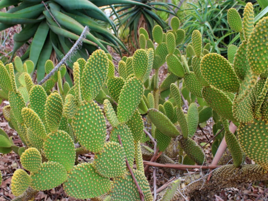 cacto com orelha de coelho como plantar