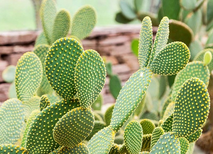 cacto com orelha de coelho como plantar