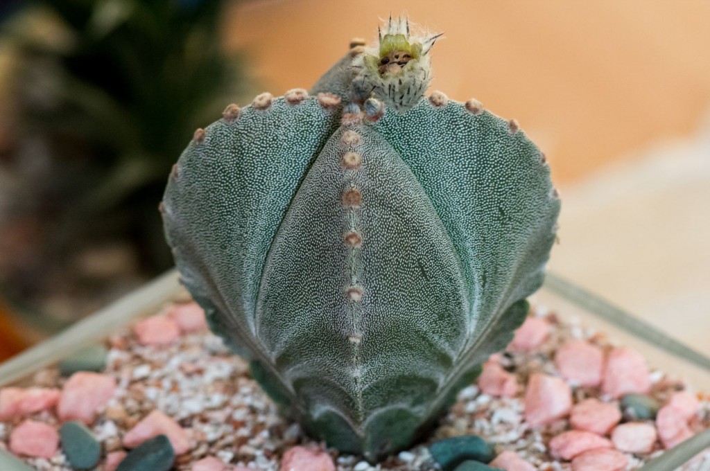 cacto estrela como plantar