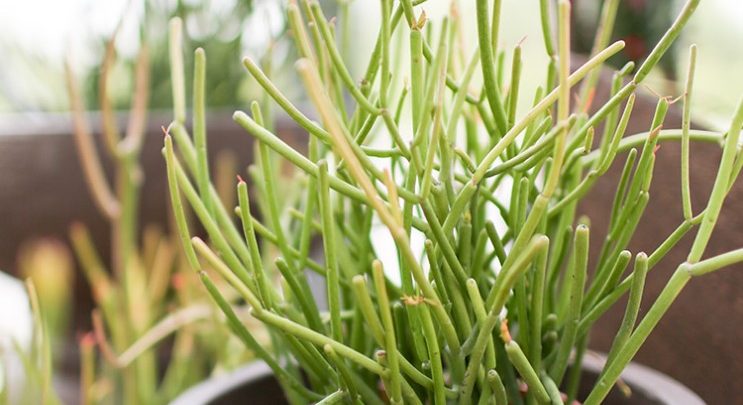 cacto lapis como plantar