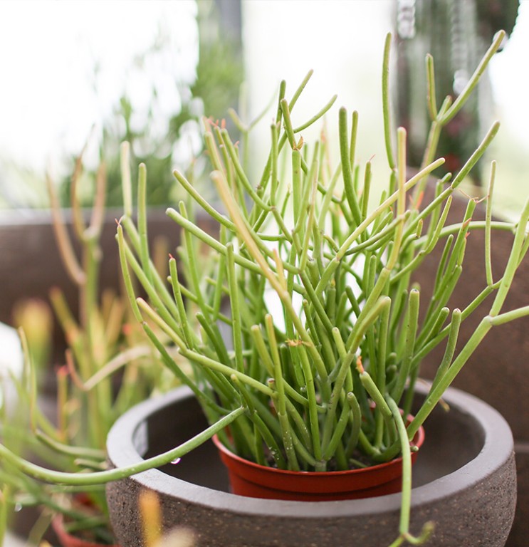 cacto lapis como plantar