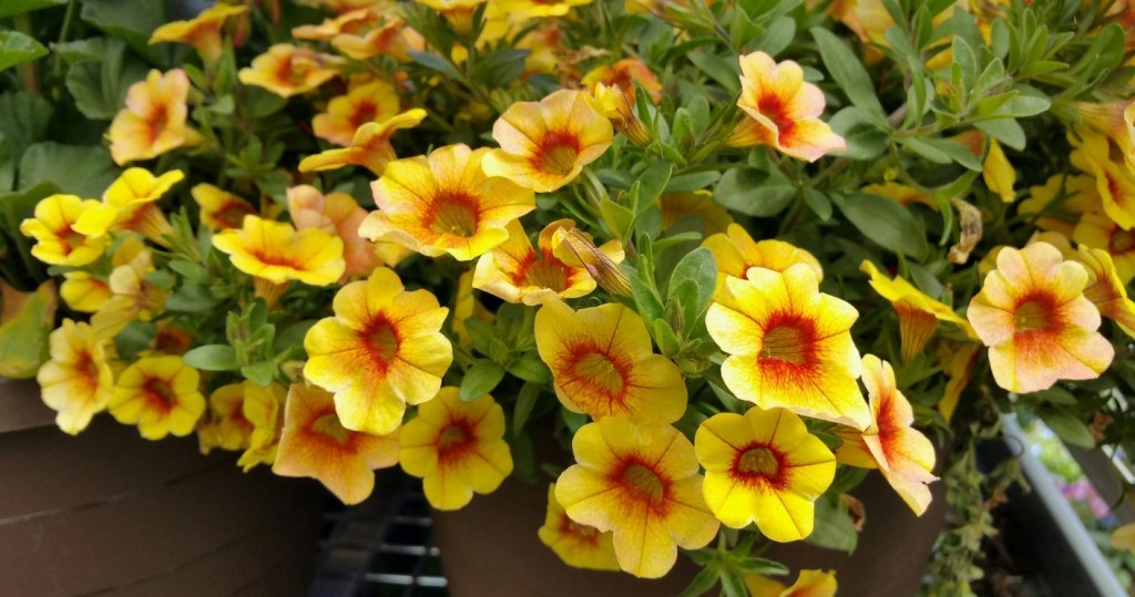 calibrachoa