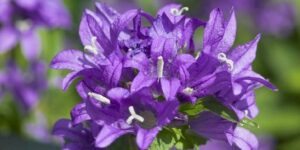 campanula