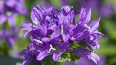 campanula