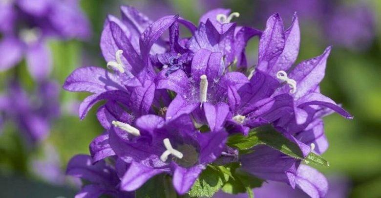 campanula